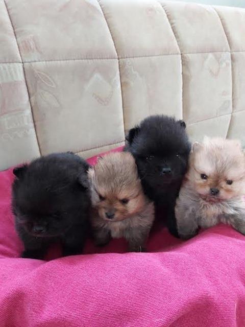 POMERANSKI-SPIC-BOO
