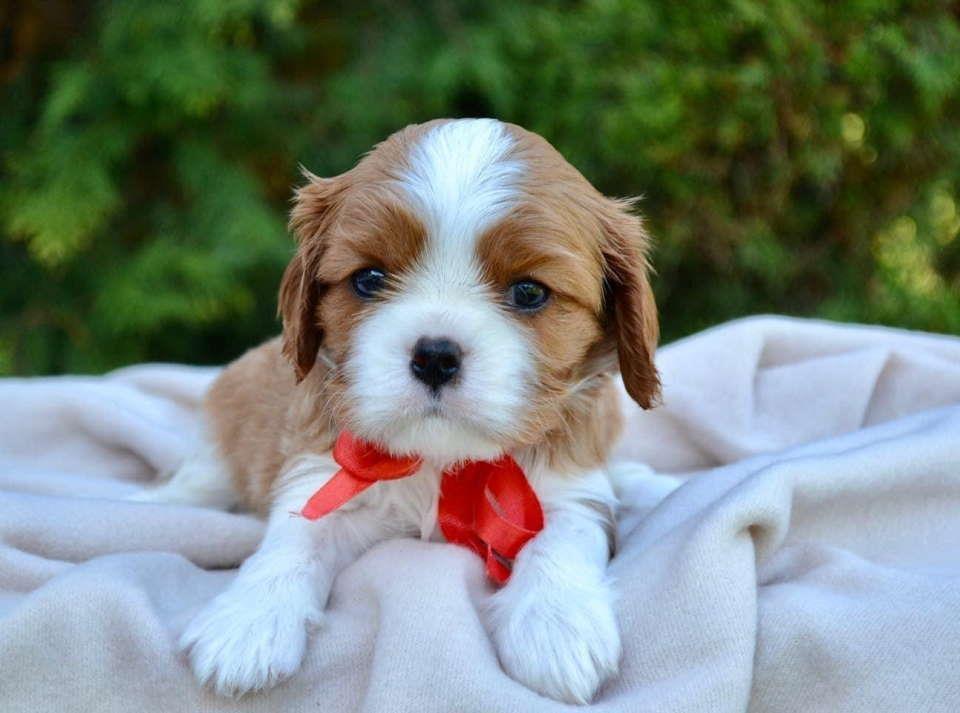 CAVALIER-KING-CHARLES--spaniel-štenci--