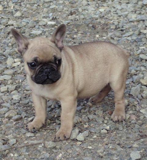 Francuski-Buldog--štenad-