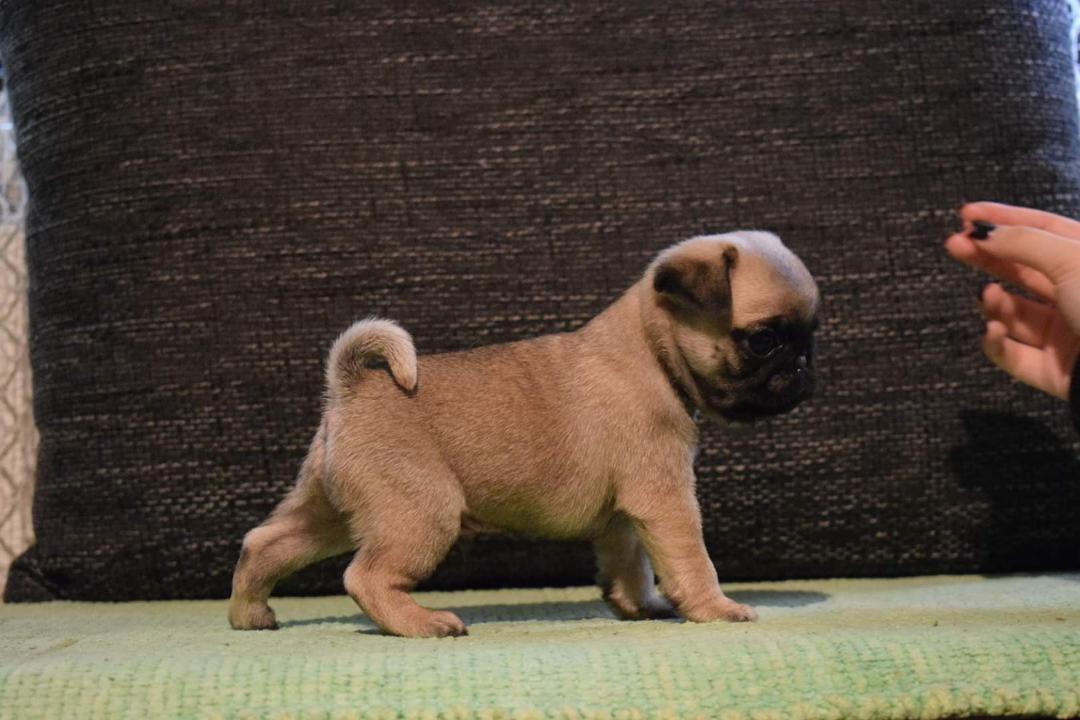Mops-štenci