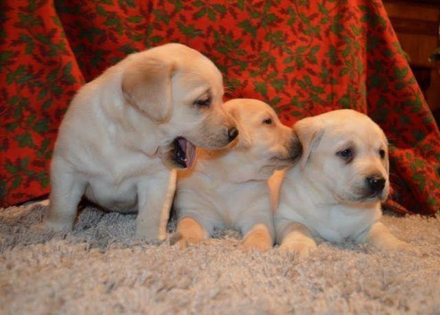 Labrador-retriver-stenci