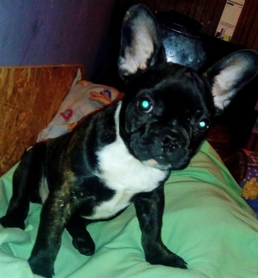 Francuski-buldog-stene
