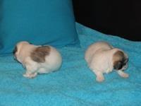 Coton-de-Tulear-Stenci