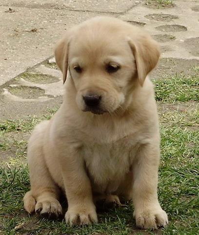 Labrador retriver stenad bele i crne boje