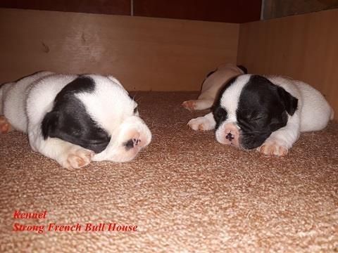 Francuski-buldog-stenci-