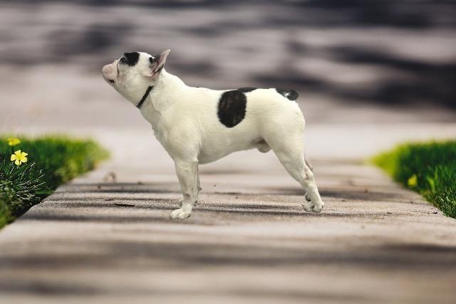 Francuski-buldog