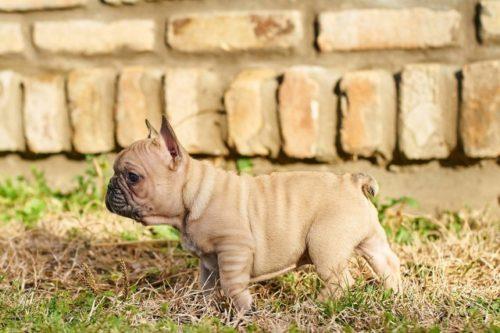Francuski-buldog-štenci