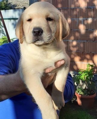 Labrador-stenad