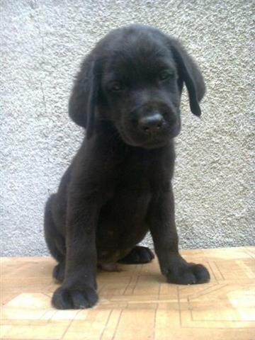 labrador retriver, stenci