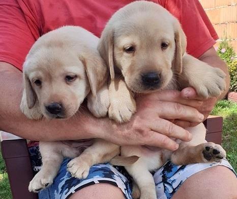 Labrador-stenad