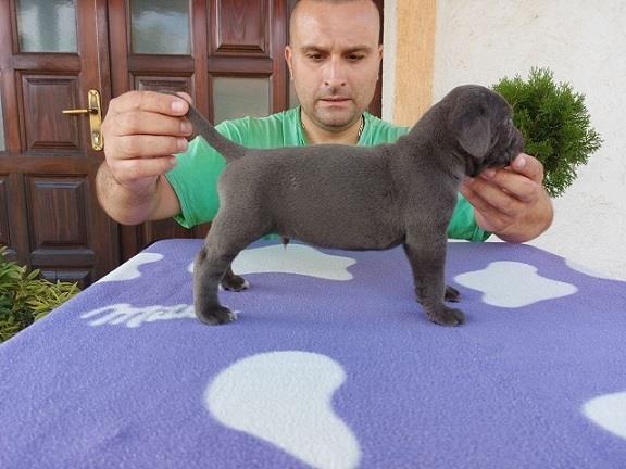 Cane corso štenci