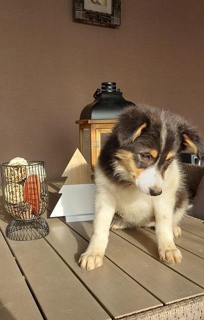 Border-koli-collie-štenci
