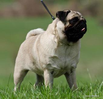 Mops stenci Beograd