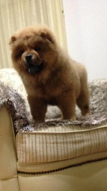 Chow-Chow--Cau-Cau--stenci