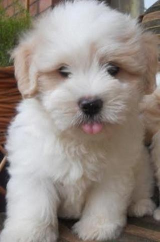 COTON-de-TULEAR---stenad-samp--porekla