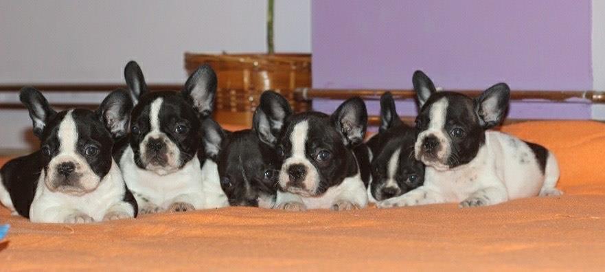 Francuski-buldog-štenci