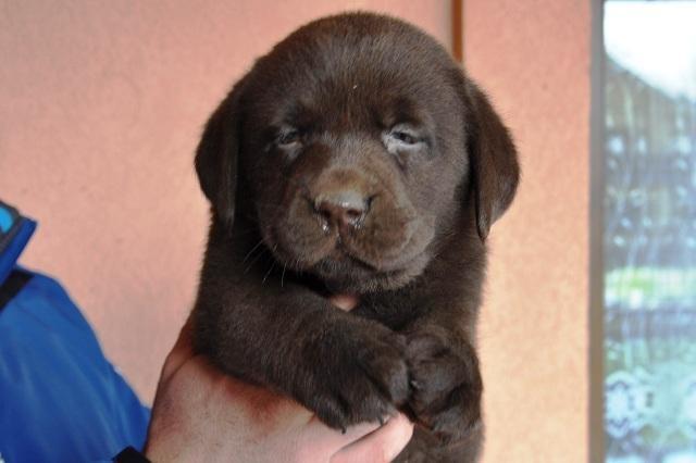 Labrador-Retriver-cokoladni-stenci
