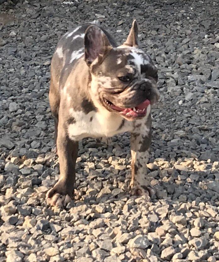 Francuski-Buldog