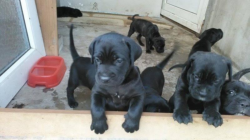 Cane-Corso-štenad
