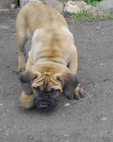 Cane-corso-zuta-stenad