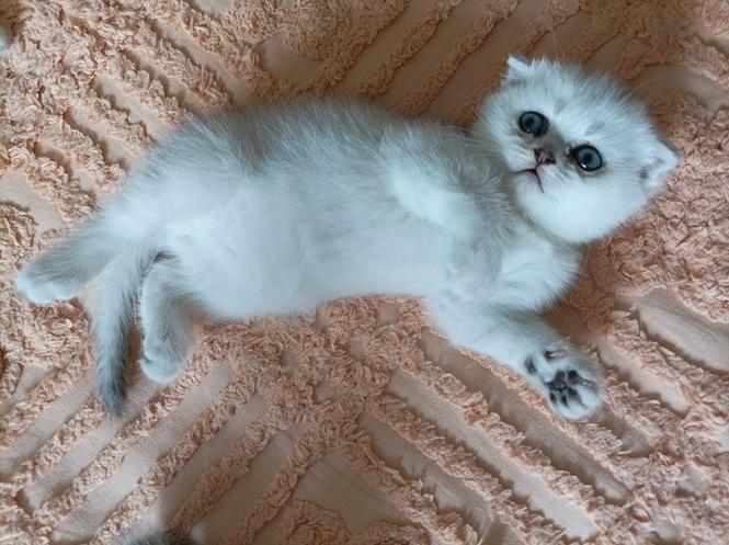 BRITISH / SCOTTISH FOLD SILVER CHINCHILLA