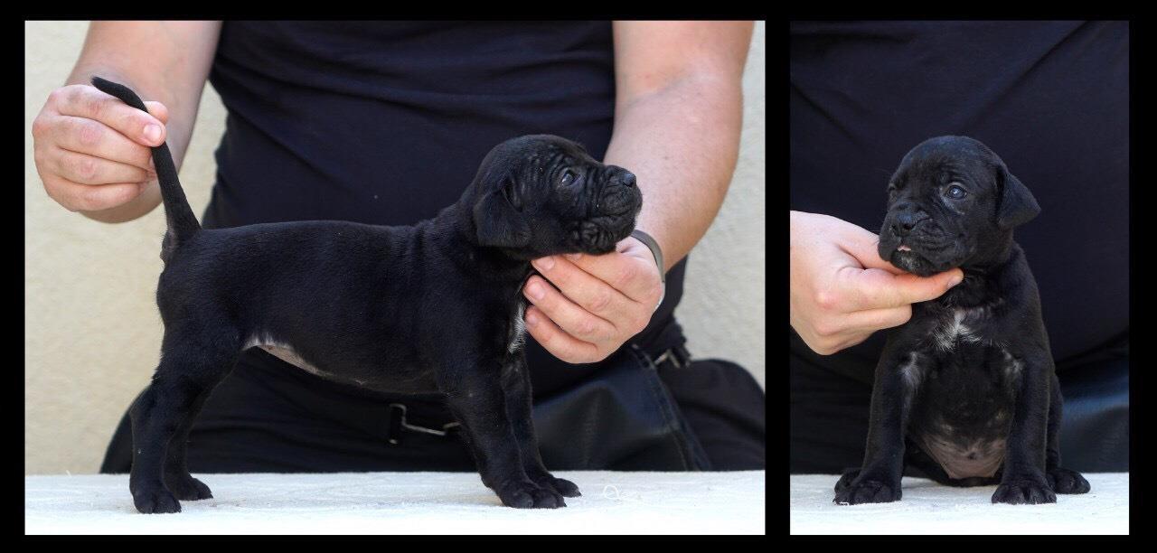 Cane-corso-štenci