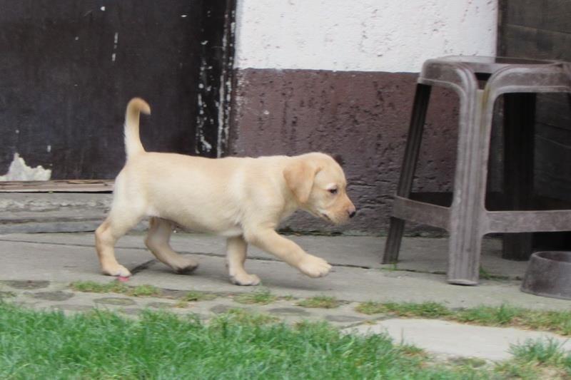 Stenad-labrador-retrivera