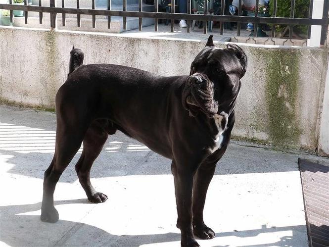 Cane corso stenci na prodaju