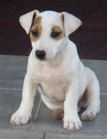 Jack-Russell-terrier---stenci