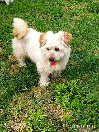 Maltipoo