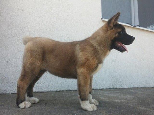 Američka-Akita-štenci