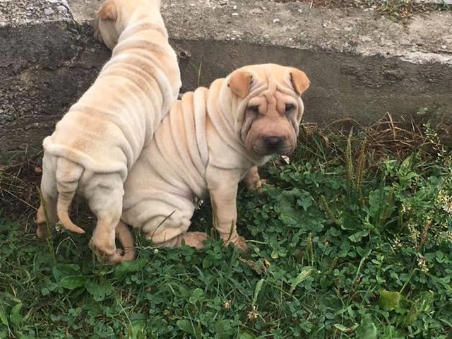 Šar-pej--Shar-pei--štenci-