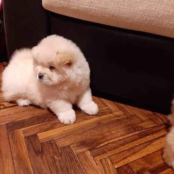 Chow-Chow-štenci-