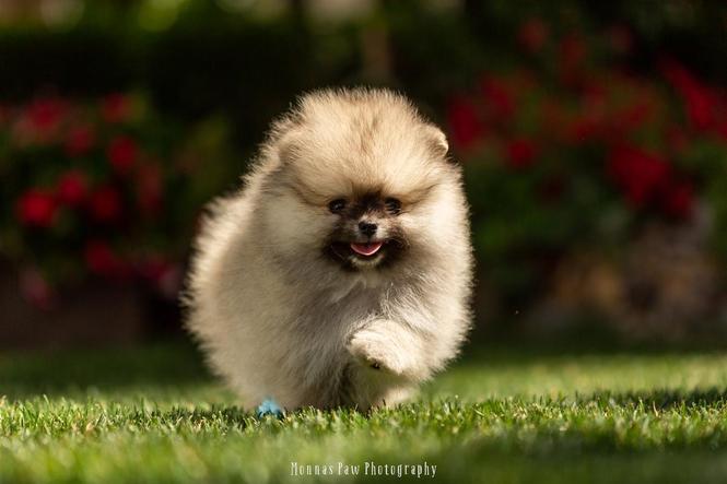 Pomeranac prelepi stenci