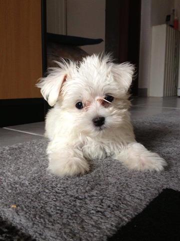 Maltezeri-mini