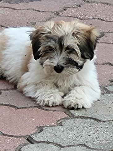 Coton-de-tulear-štenci