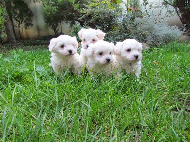 Maltezer-stenad-
