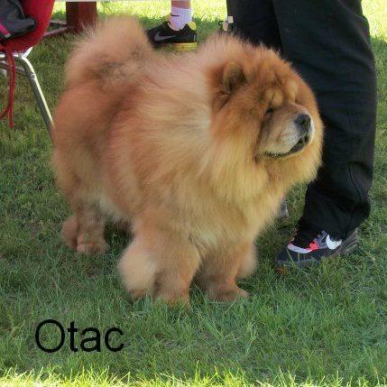 Chow Chow 