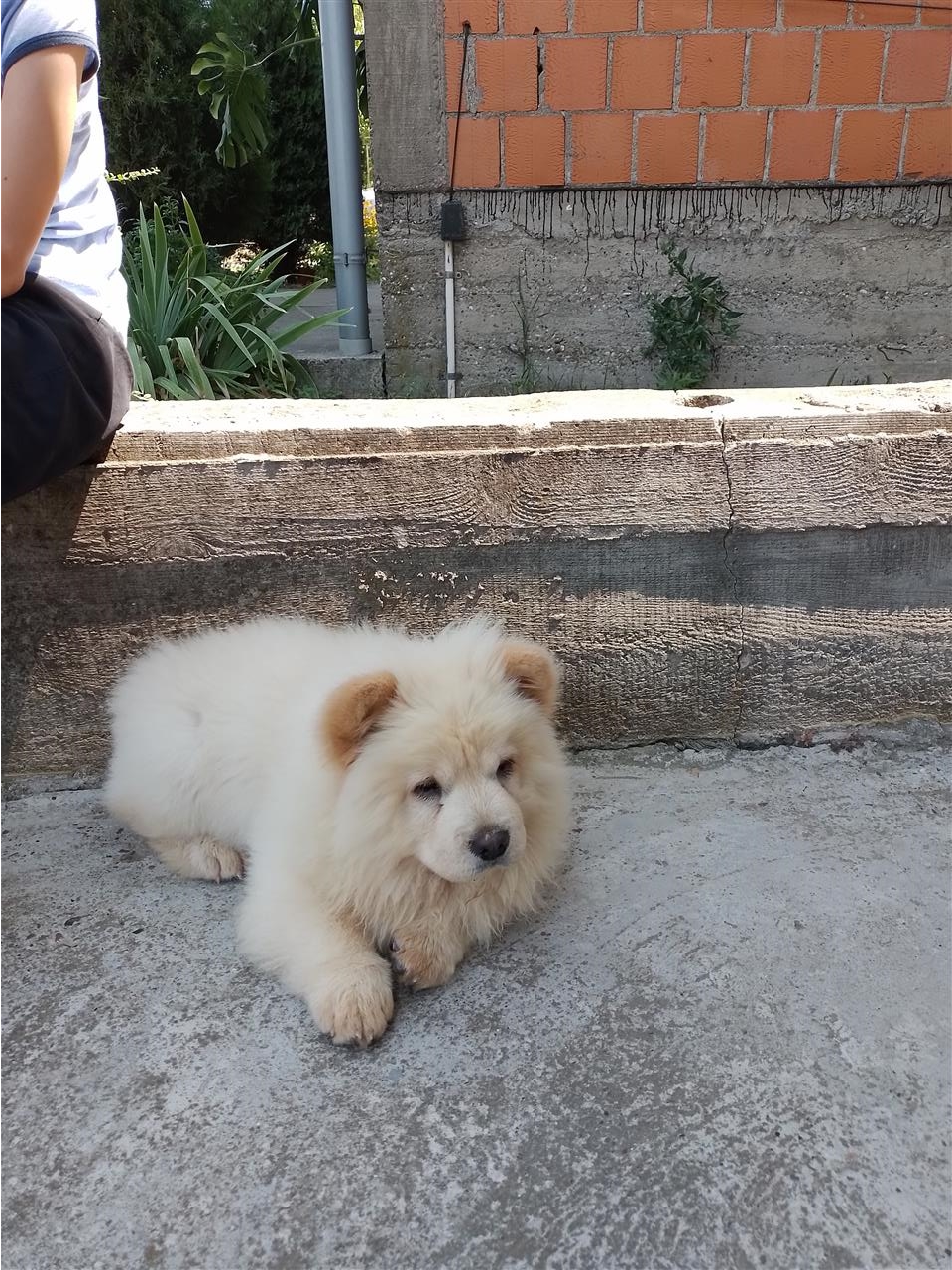 Chow-chow