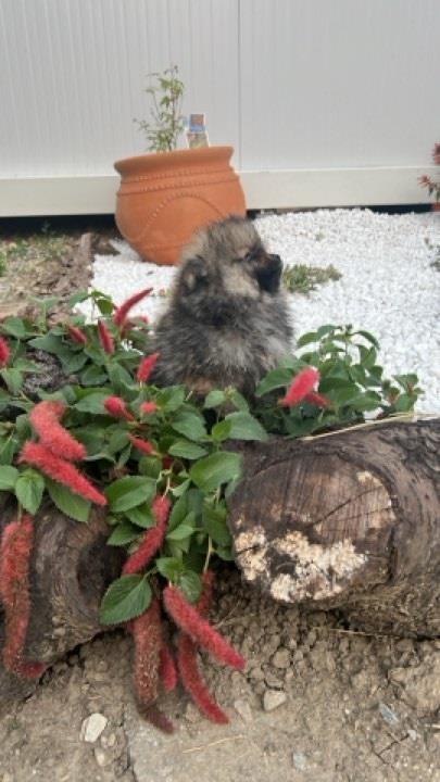 Pomeranac--štenci-