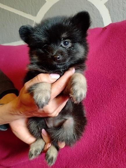 Pomeranski-spic