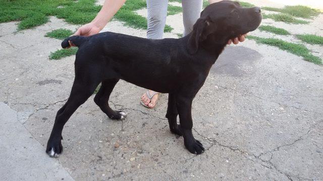Cane-Corso