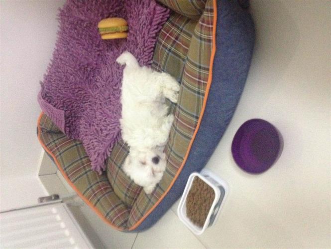 Maltezer