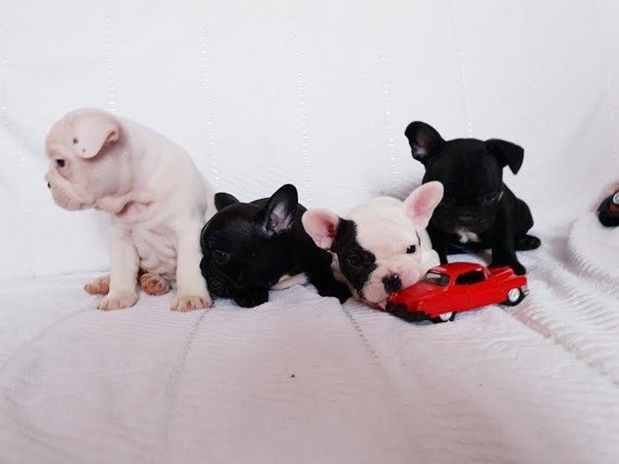 Francuski-buldog-
