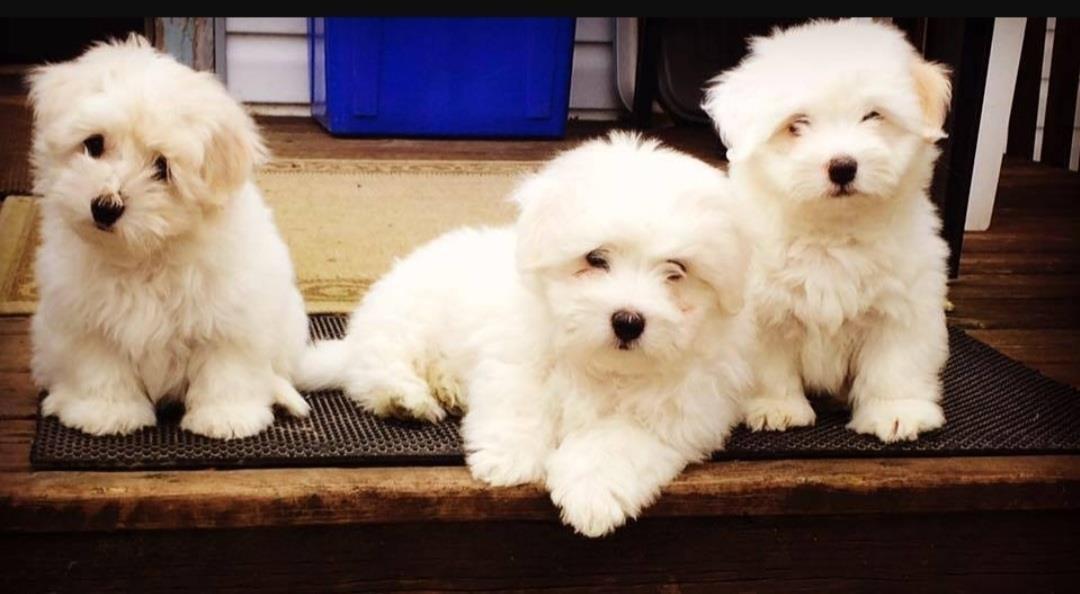 Coton-de-Tulear