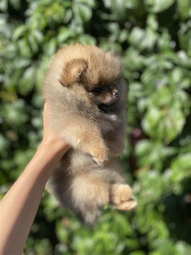 Pomeranac
