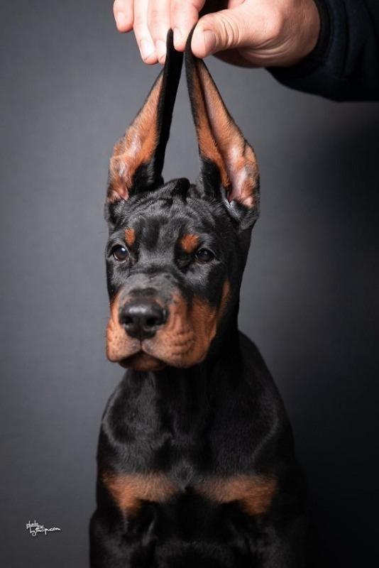 Doberman-štenci