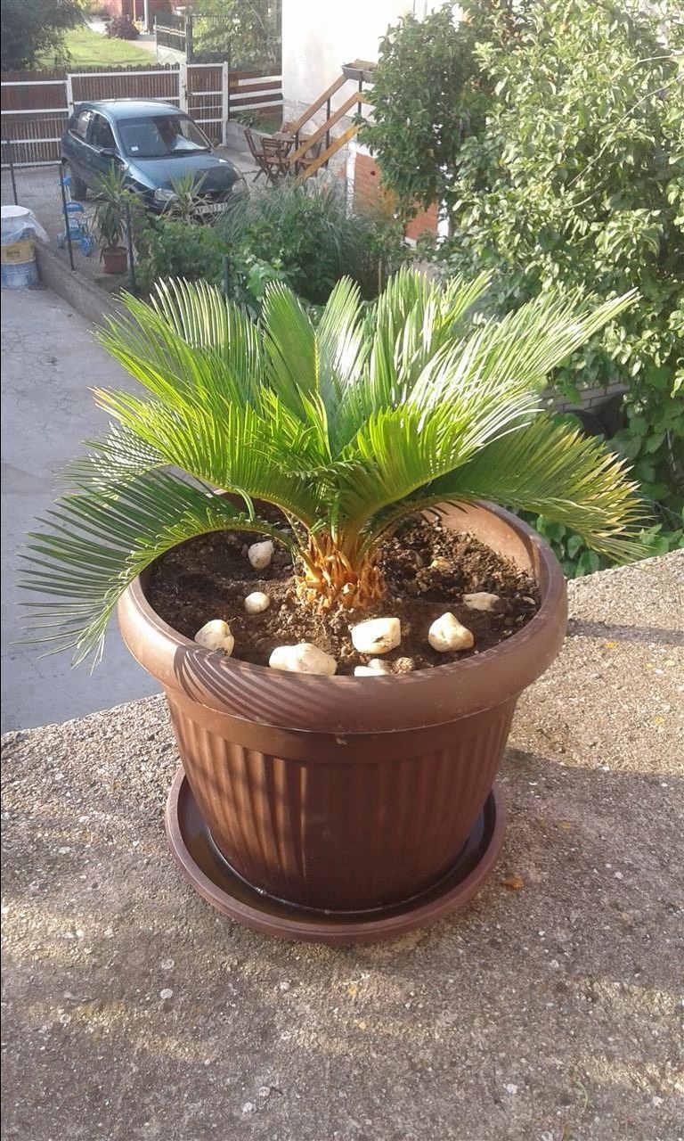 Palme
