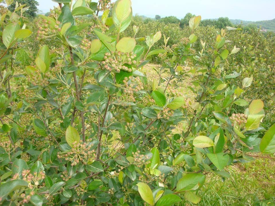 Plantaza-aronije-POVOLJNO