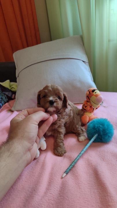 Cavapoo-stenci-2025